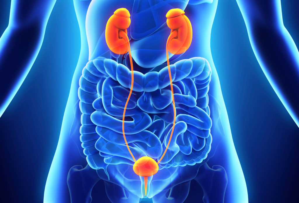 <strong>Urology</strong>